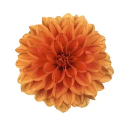 Dahlie 'Hypnotica', Farben Zufällig, Topf-Ø 19 Cm, 2er-Set 30 Dahlie 'Hypnotica', Farben Zufällig, Topf-Ø 19 Cm, 2er-Set -Gartenserien Geschäft 0610140124 Dahlia Hybriden Hypnotica 2er Set 10 110149