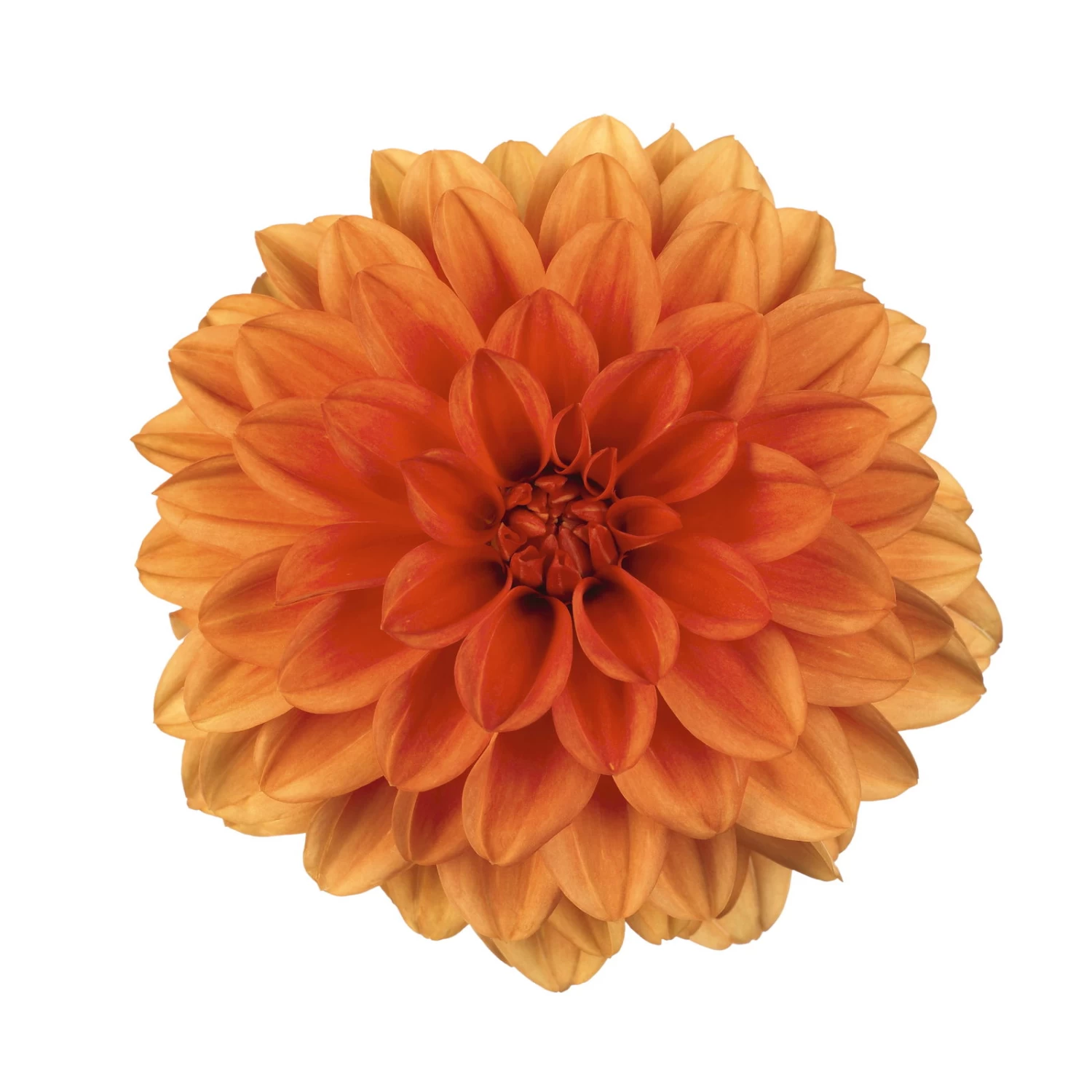 Dahlie 'Hypnotica', Farben Zufällig, Topf-Ø 19 Cm, 2er-Set 11 Dahlie 'Hypnotica', Farben Zufällig, Topf-Ø 19 Cm, 2er-Set – Bild 11