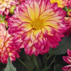 Dahlie 'Hypnotica', Farben Zufällig, Topf-Ø 19 Cm, 2er-Set 31 Dahlie 'Hypnotica', Farben Zufällig, Topf-Ø 19 Cm, 2er-Set -Gartenserien Geschäft 0610140124 Dahlia Hybriden Hypnotica 2er Set 11 110150