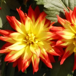 Dahlie 'Hypnotica', Farben Zufällig, Topf-Ø 19 Cm, 2er-Set 32 Dahlie 'Hypnotica', Farben Zufällig, Topf-Ø 19 Cm, 2er-Set -Gartenserien Geschäft 0610140124 Dahlia Hybriden Hypnotica 2er Set 12 110151