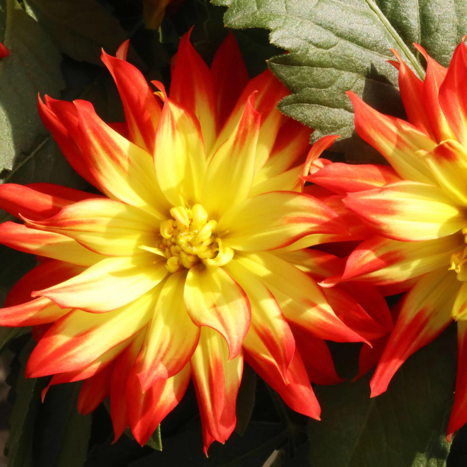 Dahlie 'Hypnotica', Farben Zufällig, Topf-Ø 19 Cm, 2er-Set 13 Dahlie 'Hypnotica', Farben Zufällig, Topf-Ø 19 Cm, 2er-Set – Bild 13