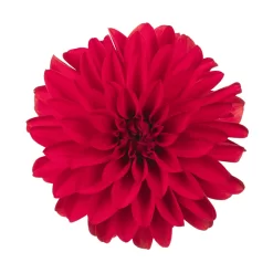 Dahlie 'Hypnotica', Farben Zufällig, Topf-Ø 19 Cm, 2er-Set 22 Dahlie 'Hypnotica', Farben Zufällig, Topf-Ø 19 Cm, 2er-Set -Gartenserien Geschäft 0610140124 Dahlia Hybriden Hypnotica 2er Set 2 110141