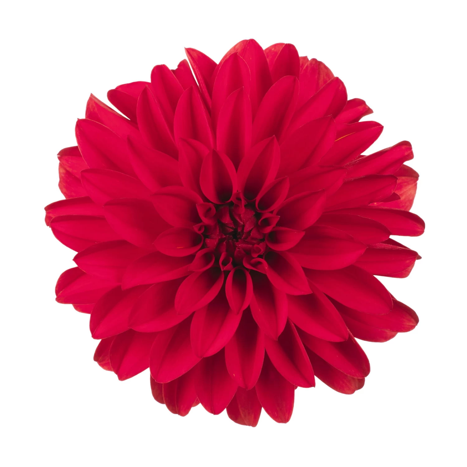 Dahlie 'Hypnotica', Farben Zufällig, Topf-Ø 19 Cm, 2er-Set 3 Dahlie 'Hypnotica', Farben Zufällig, Topf-Ø 19 Cm, 2er-Set – Bild 3