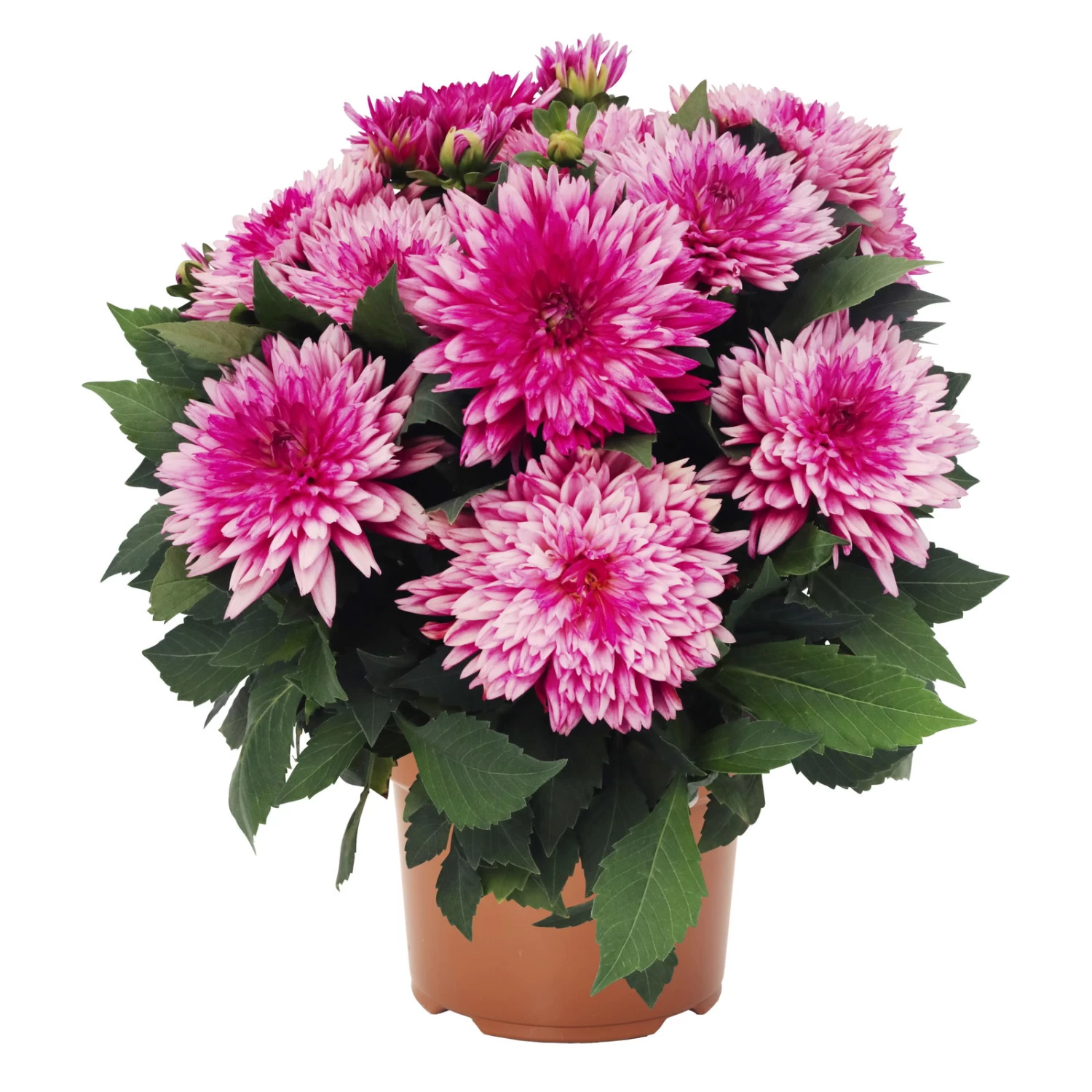 Dahlie 'Hypnotica', Farben Zufällig, Topf-Ø 19 Cm, 2er-Set 4 Dahlie 'Hypnotica', Farben Zufällig, Topf-Ø 19 Cm, 2er-Set – Bild 4