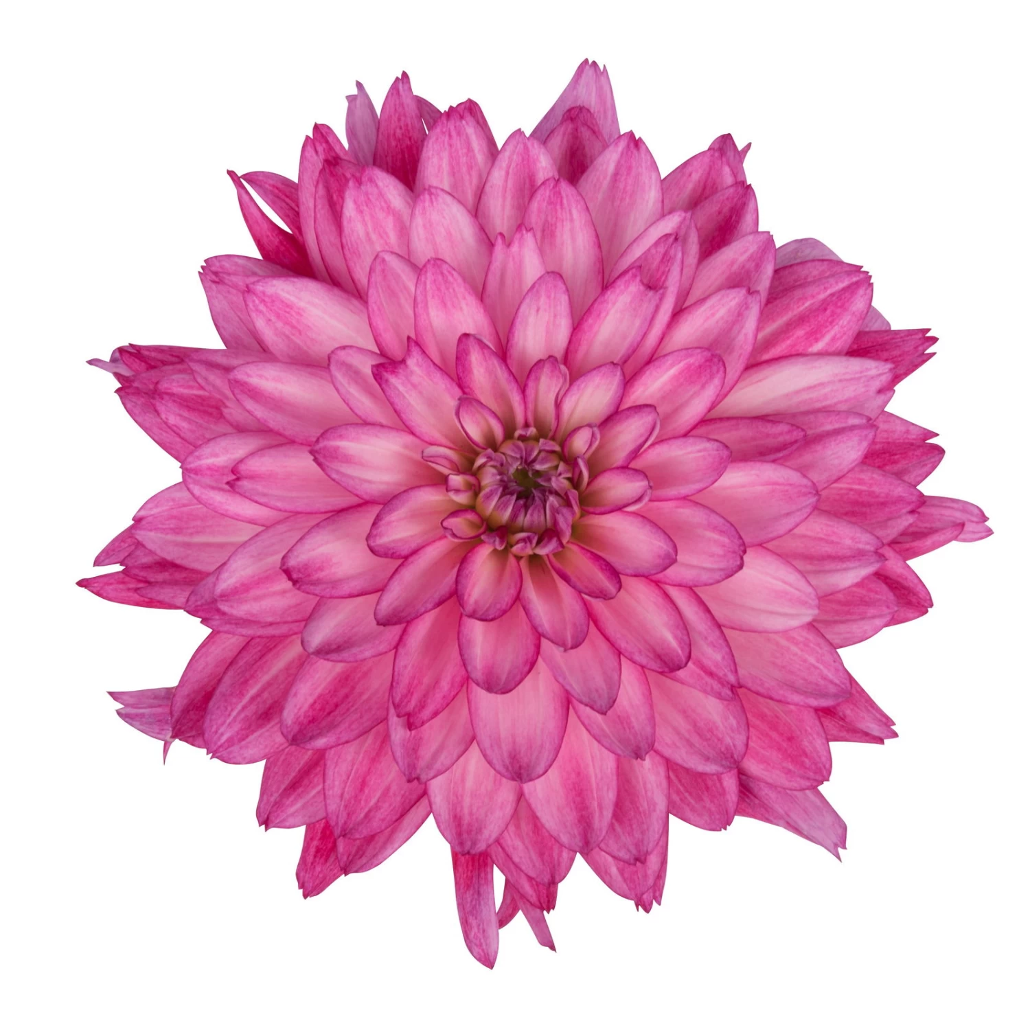 Dahlie 'Hypnotica', Farben Zufällig, Topf-Ø 19 Cm, 2er-Set 5 Dahlie 'Hypnotica', Farben Zufällig, Topf-Ø 19 Cm, 2er-Set – Bild 5