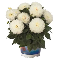 Dahlie 'Hypnotica', Farben Zufällig, Topf-Ø 19 Cm, 2er-Set 25 Dahlie 'Hypnotica', Farben Zufällig, Topf-Ø 19 Cm, 2er-Set -Gartenserien Geschäft 0610140124 Dahlia Hybriden Hypnotica 2er Set 5 110144