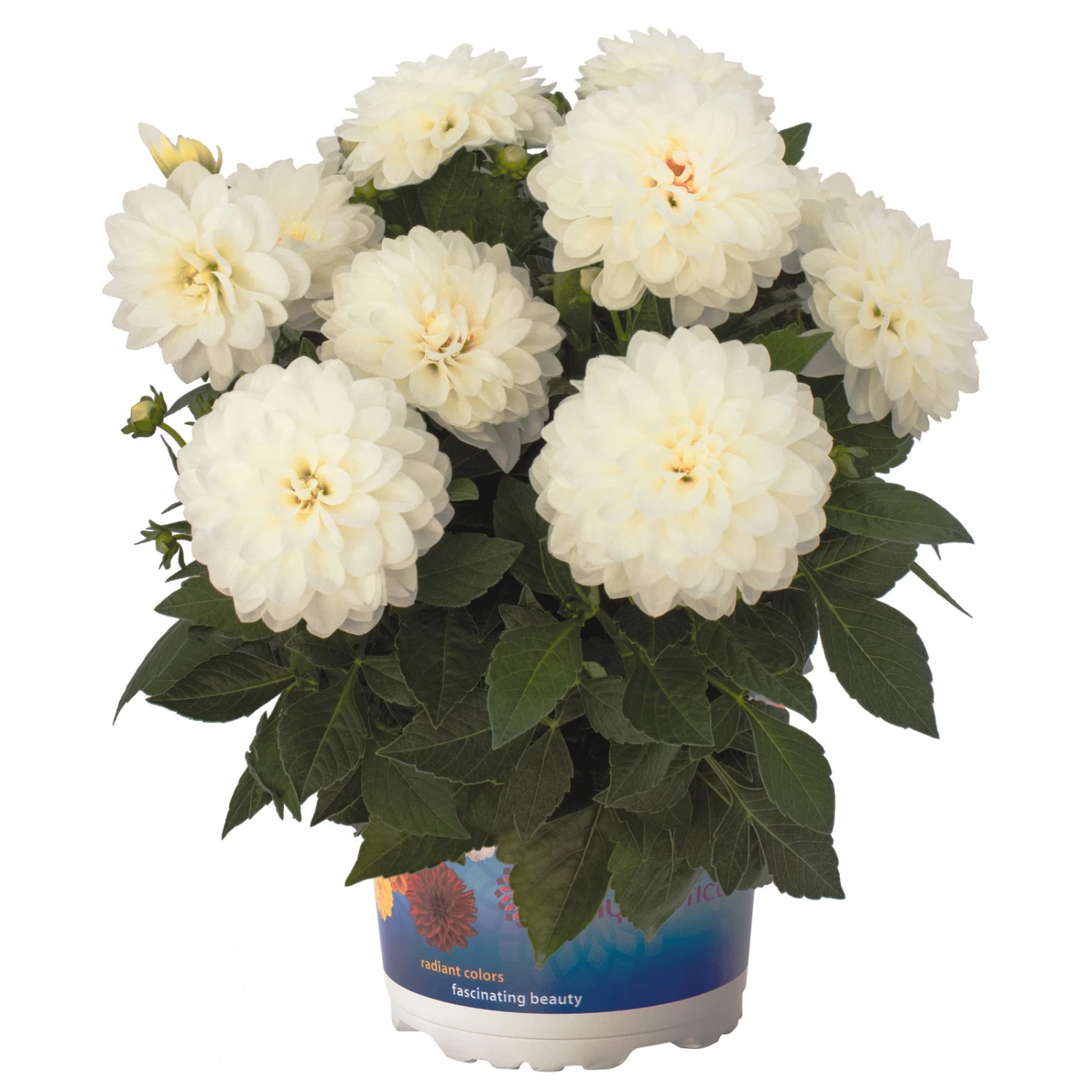 Dahlie 'Hypnotica', Farben Zufällig, Topf-Ø 19 Cm, 2er-Set 6 Dahlie 'Hypnotica', Farben Zufällig, Topf-Ø 19 Cm, 2er-Set – Bild 6