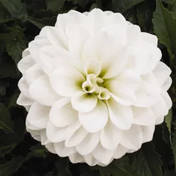 Dahlie 'Hypnotica', Farben Zufällig, Topf-Ø 19 Cm, 2er-Set 26 Dahlie 'Hypnotica', Farben Zufällig, Topf-Ø 19 Cm, 2er-Set -Gartenserien Geschäft 0610140124 Dahlia Hybriden Hypnotica 2er Set 6 110145