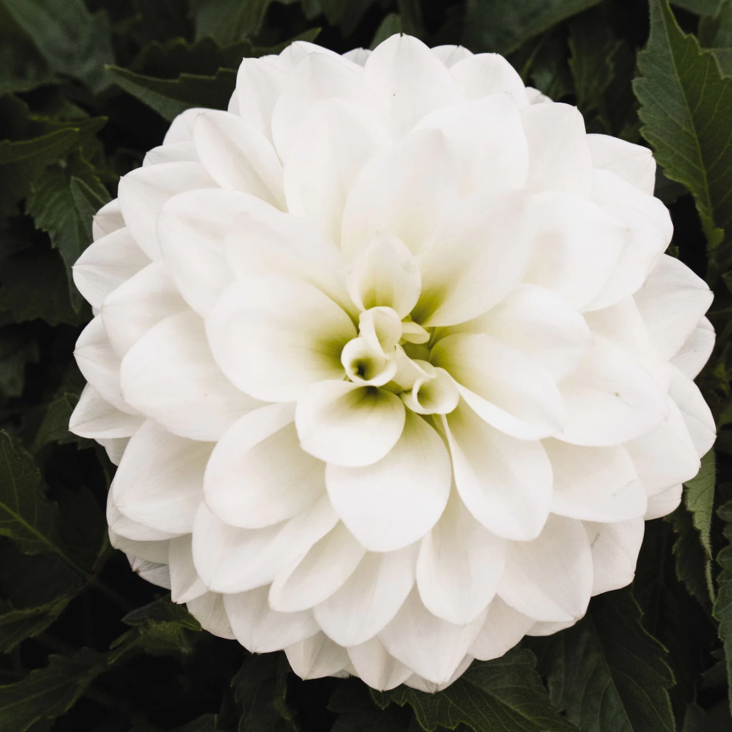 Dahlie 'Hypnotica', Farben Zufällig, Topf-Ø 19 Cm, 2er-Set 7 Dahlie 'Hypnotica', Farben Zufällig, Topf-Ø 19 Cm, 2er-Set – Bild 7