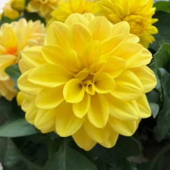 Dahlie 'Hypnotica', Farben Zufällig, Topf-Ø 19 Cm, 2er-Set 27 Dahlie 'Hypnotica', Farben Zufällig, Topf-Ø 19 Cm, 2er-Set -Gartenserien Geschäft 0610140124 Dahlia Hybriden Hypnotica 2er Set 7 110146