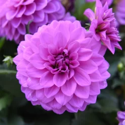 Dahlie 'Hypnotica', Farben Zufällig, Topf-Ø 19 Cm, 2er-Set 28 Dahlie 'Hypnotica', Farben Zufällig, Topf-Ø 19 Cm, 2er-Set -Gartenserien Geschäft 0610140124 Dahlia Hybriden Hypnotica 2er Set 8 110147