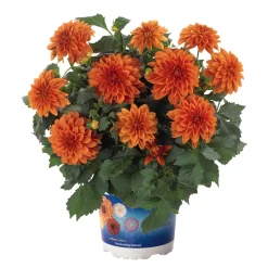 Dahlie 'Hypnotica', Farben Zufällig, Topf-Ø 19 Cm, 2er-Set 29 Dahlie 'Hypnotica', Farben Zufällig, Topf-Ø 19 Cm, 2er-Set -Gartenserien Geschäft 0610140124 Dahlia Hybriden Hypnotica 2er Set 9 110148