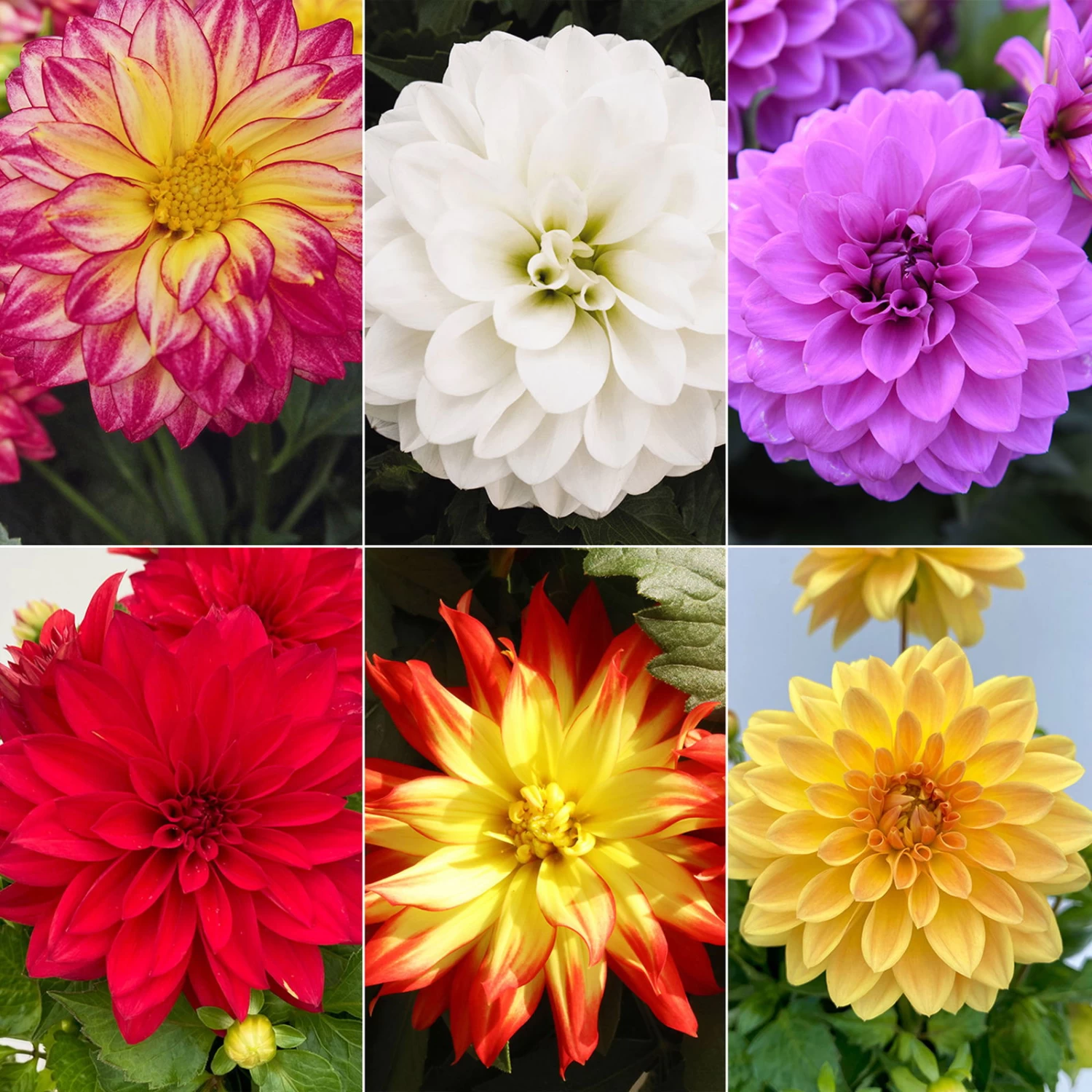 Dahlie 'Hypnotica', Farben Zufällig, Topf-Ø 19 Cm, 2er-Set 1 Dahlie 'Hypnotica', Farben Zufällig, Topf-Ø 19 Cm, 2er-Set