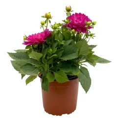 Dahlie 'Hypnotica', Farben Zufällig, Topf-Ø 19 Cm, 2er-Set 33 Dahlie 'Hypnotica', Farben Zufällig, Topf-Ø 19 Cm, 2er-Set -Gartenserien Geschäft 0610140124 Dahlia Hybriden T19 in Farben Hypnotica 2er Set 1 110319