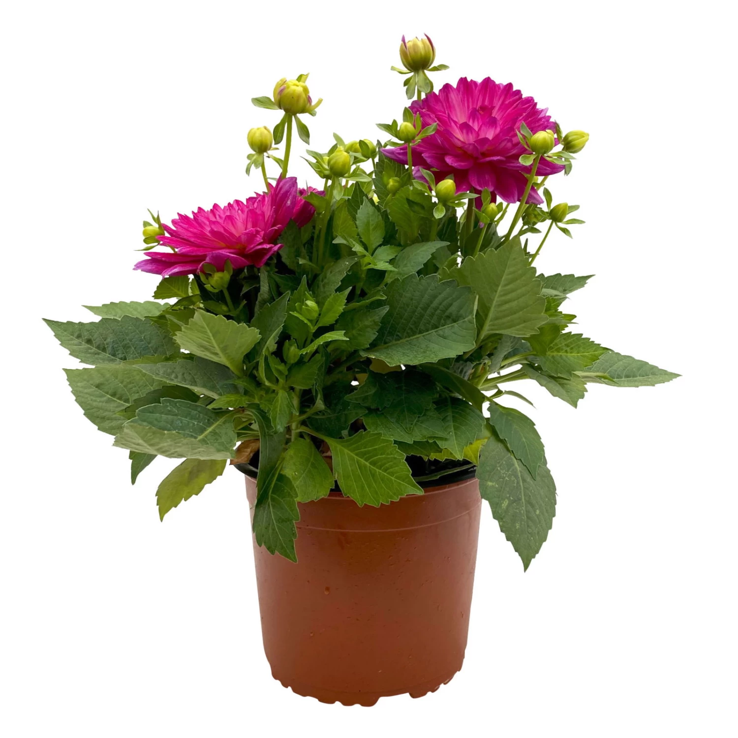 Dahlie 'Hypnotica', Farben Zufällig, Topf-Ø 19 Cm, 2er-Set 14 Dahlie 'Hypnotica', Farben Zufällig, Topf-Ø 19 Cm, 2er-Set – Bild 14