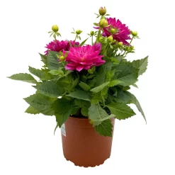 Dahlie 'Hypnotica', Farben Zufällig, Topf-Ø 19 Cm, 2er-Set 34 Dahlie 'Hypnotica', Farben Zufällig, Topf-Ø 19 Cm, 2er-Set -Gartenserien Geschäft 0610140124 Dahlia Hybriden T19 in Farben Hypnotica 2er Set 2 110320