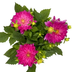 Dahlie 'Hypnotica', Farben Zufällig, Topf-Ø 19 Cm, 2er-Set 35 Dahlie 'Hypnotica', Farben Zufällig, Topf-Ø 19 Cm, 2er-Set -Gartenserien Geschäft 0610140124 Dahlia Hybriden T19 in Farben Hypnotica 2er Set 3 110321