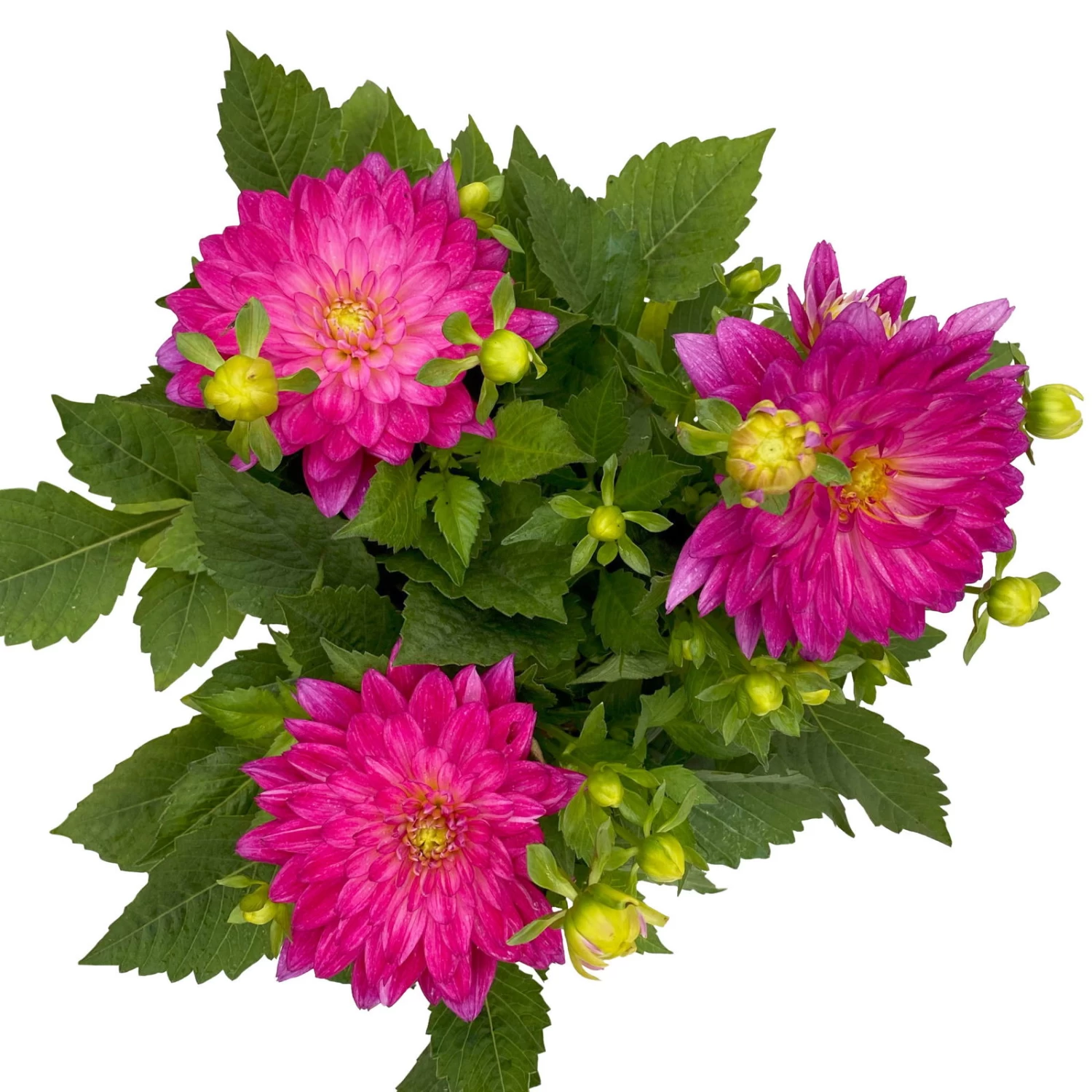 Dahlie 'Hypnotica', Farben Zufällig, Topf-Ø 19 Cm, 2er-Set 16 Dahlie 'Hypnotica', Farben Zufällig, Topf-Ø 19 Cm, 2er-Set – Bild 16