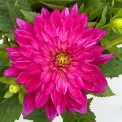 Dahlie 'Hypnotica', Farben Zufällig, Topf-Ø 19 Cm, 2er-Set 36 Dahlie 'Hypnotica', Farben Zufällig, Topf-Ø 19 Cm, 2er-Set -Gartenserien Geschäft 0610140124 Dahlia Hybriden T19 in Farben Hypnotica 2er Set 4 110152