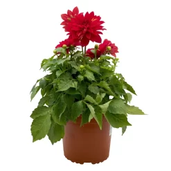 Dahlie 'Hypnotica', Farben Zufällig, Topf-Ø 19 Cm, 2er-Set 37 Dahlie 'Hypnotica', Farben Zufällig, Topf-Ø 19 Cm, 2er-Set -Gartenserien Geschäft 0610140124 Dahlia Hybriden T19 in Farben Hypnotica 2er Set 5 110322