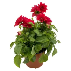 Dahlie 'Hypnotica', Farben Zufällig, Topf-Ø 19 Cm, 2er-Set 38 Dahlie 'Hypnotica', Farben Zufällig, Topf-Ø 19 Cm, 2er-Set -Gartenserien Geschäft 0610140124 Dahlia Hybriden T19 in Farben Hypnotica 2er Set 8 110323