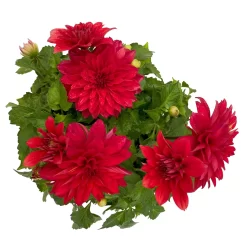 Dahlie 'Hypnotica', Farben Zufällig, Topf-Ø 19 Cm, 2er-Set 39 Dahlie 'Hypnotica', Farben Zufällig, Topf-Ø 19 Cm, 2er-Set -Gartenserien Geschäft 0610140124 Dahlia Hybriden T19 in Farben Hypnotica 2er Set 9 110324