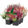 Heidepflanzen-Set 'Heide Garten, Bunt, Topf-Ø 10,5 Cm, 6er-Set
