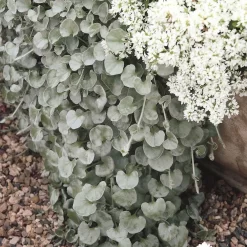 Mixtopf 'Silberstruktur', 3er-Set, Grau-silber, Topf 13 Cm Ø -Gartenserien Geschäft 0610180163 Dichondra argentea T12 rankendhaengend Set 3Stueck1 74376