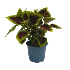 Buntnessel 'Alligator Alley', 6er-Set, Grün-pink-dunkelrot, Topf 12 Cm Ø -Gartenserien Geschäft 0610180184 Solenostemon scut T12 Alligator Alley 6er Set 1 93128