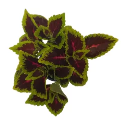 Buntnessel 'Alligator Alley', 6er-Set, Grün-pink-dunkelrot, Topf 12 Cm Ø -Gartenserien Geschäft 0610180184 Solenostemon scut T12 Alligator Alley 6er Set 5 93127