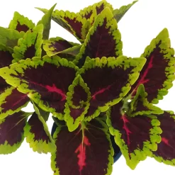 Buntnessel 'Alligator Alley', 6er-Set, Grün-pink-dunkelrot, Topf 12 Cm Ø -Gartenserien Geschäft 0610180184 Solenostemon scut T12 Alligator Alley 6er Set 7 93126