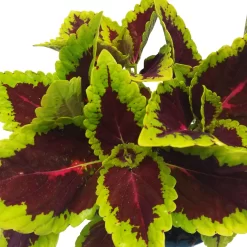 Buntnessel 'Alligator Alley', 6er-Set, Grün-pink-dunkelrot, Topf 12 Cm Ø -Gartenserien Geschäft 0610180184 Solenostemon scut T12 Alligator Alley 6er Set 8 93125