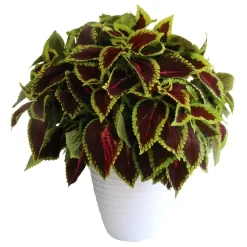 Buntnessel 'Alligator Alley', 6er-Set, Grün-pink-dunkelrot, Topf 12 Cm Ø -Gartenserien Geschäft 0610180184 Solenostemon scut T1213 Alligator Alley Set 3Stueck1 74400