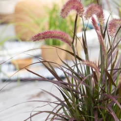 Lampenputzergras 'Sky Rocket' Mit Mühlenbeckia, Topf-Ø 23 Cm -Gartenserien Geschäft 0610180240 Pennisetum advena Rubrum T19 2er Set 1 89727
