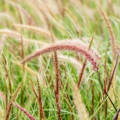 Lampenputzergras 'Sky Rocket' Mit Mühlenbeckia, Topf-Ø 23 Cm -Gartenserien Geschäft 0610180243 Pennisetum advena Sky Rocket T19 2er Set 2 89734