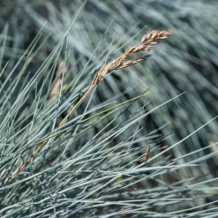 Mixtopf 'Silberstruktur', 3er-Set, Grau-silber, Topf 13 Cm Ø -Gartenserien Geschäft 0610180261 0610180262 Mixtopf Mixschale Silberstruktur Festuca 95077