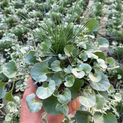 Mixtopf 'Silberstruktur', 3er-Set, Grau-silber, Topf 13 Cm Ø -Gartenserien Geschäft 0610180261 Mixtopf Silberstruktur T12 96317