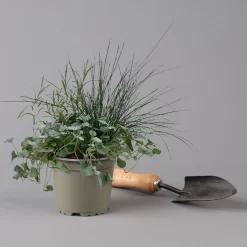 Mixtopf 'Silberstruktur', 3er-Set, Grau-silber, Topf 13 Cm Ø -Gartenserien Geschäft 0610180315 Mixtopf Silberstruktur T1213 Festuca Caloceph Dichondra 3er Set 2 125987