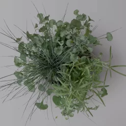 Mixtopf 'Silberstruktur', 3er-Set, Grau-silber, Topf 13 Cm Ø -Gartenserien Geschäft 0610180315 Mixtopf Silberstruktur T1213 Festuca Caloceph Dichondra 3er Set 3 125988