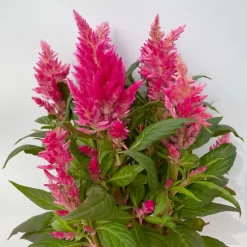 Celosia 'Kelos Fire Pink' Pink, Topf-Ø 12 Cm, 6er-Set -Gartenserien Geschäft 0610240073 Celosia argentea T12 6er Set pink Kelos Fire Pink 4 113292