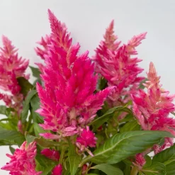 Celosia 'Kelos Fire Pink' Pink, Topf-Ø 12 Cm, 6er-Set -Gartenserien Geschäft 0610240073 Celosia argentea T12 6er Set pink Kelos Fire Pink 5 113291