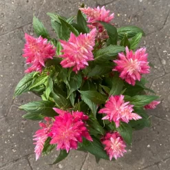 Celosia 'Kelos Fire Pink' Pink, Topf-Ø 12 Cm, 6er-Set -Gartenserien Geschäft 0610240073 Celosia argentea T12 6er Set pink Kelos Fire Pink 6 1 123643