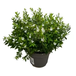 Japanische Scheinmyrte, Farben Zufällig, Topf-Ø 17 Cm, 2er-Set -Gartenserien Geschäft 0610260038 Cuphea hyssopifolia T17 weiss 2er Set WS 3 93790