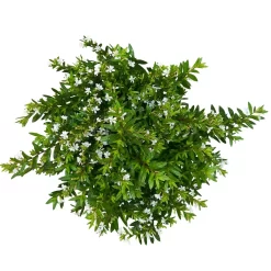 Japanische Scheinmyrte, Farben Zufällig, Topf-Ø 17 Cm, 2er-Set -Gartenserien Geschäft 0610260038 Cuphea hyssopifolia T17 weiss 2er Set WS 6 93789