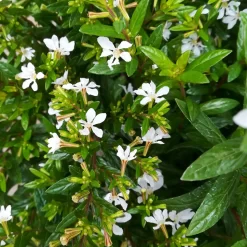 Japanische Scheinmyrte, Farben Zufällig, Topf-Ø 17 Cm, 2er-Set -Gartenserien Geschäft 0610260038 Cuphea hyssopifolia T17 weiss 2er Set WS 7 93701