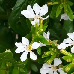 Japanische Scheinmyrte, Farben Zufällig, Topf-Ø 17 Cm, 2er-Set -Gartenserien Geschäft 0610260038 Cuphea hyssopifolia T17 weiss 2er Set WS 8 93700