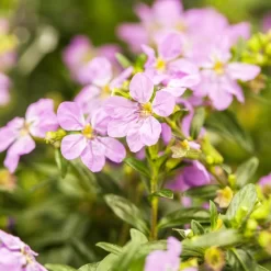 Japanische Scheinmyrte, Farben Zufällig, Topf-Ø 17 Cm, 2er-Set -Gartenserien Geschäft 0610260039 Cuphea hyssopifolia Bluetenbilder 1 93707