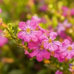 Japanische Scheinmyrte, Farben Zufällig, Topf-Ø 17 Cm, 2er-Set -Gartenserien Geschäft 0610260039 Cuphea hyssopifolia Bluetenbilder 2 93708