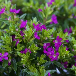 Japanische Scheinmyrte, Farben Zufällig, Topf-Ø 17 Cm, 2er-Set -Gartenserien Geschäft 0610260039 Cuphea hyssopifolia Bluetenbilder 3 93709