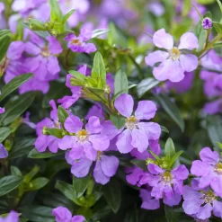 Japanische Scheinmyrte, Farben Zufällig, Topf-Ø 17 Cm, 2er-Set -Gartenserien Geschäft 0610260039 Cuphea hyssopifolia Bluetenbilder 4 93706